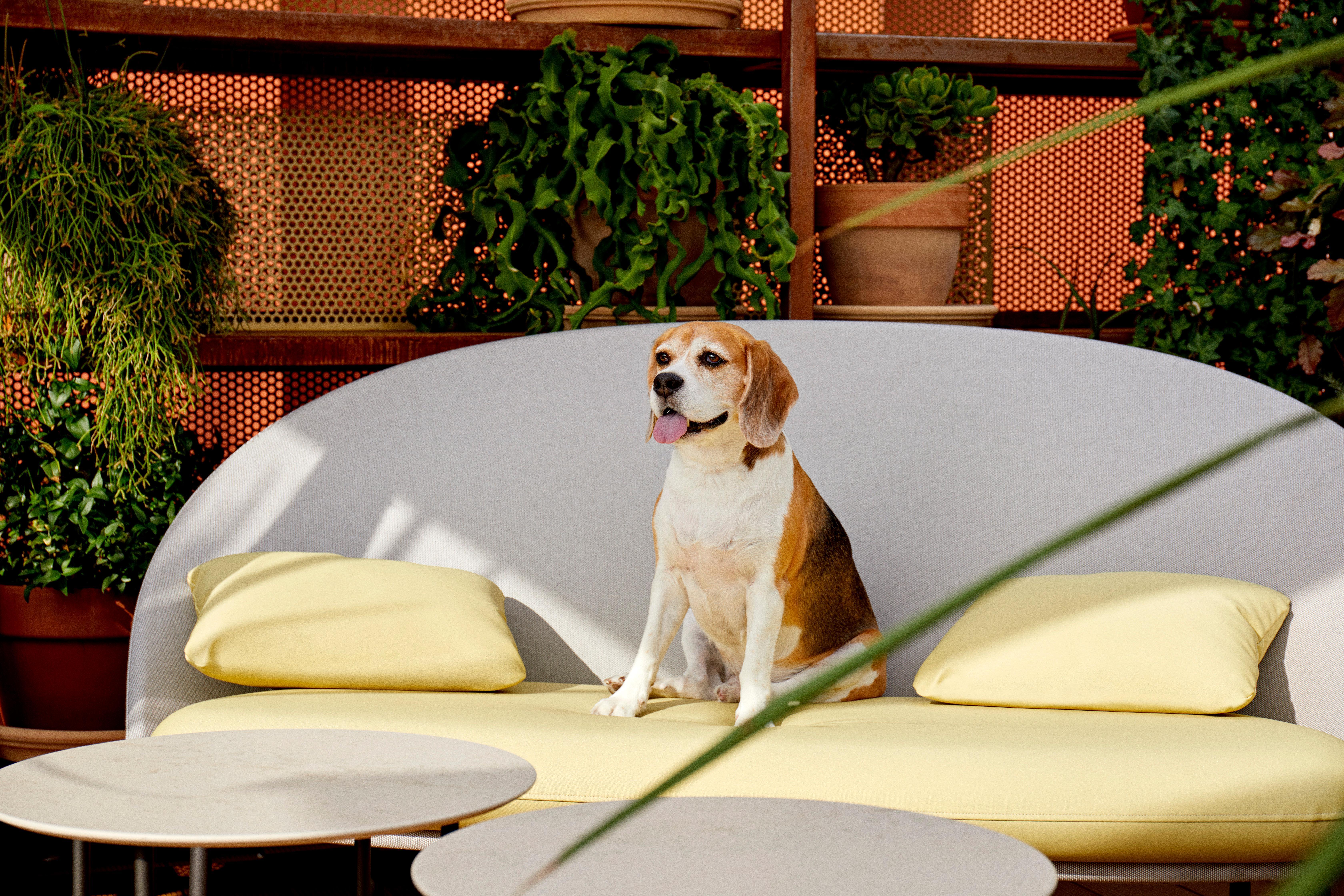 Kimpton Vividora Hotel By Ihg Barcelona Ngoại thất bức ảnh A beagle